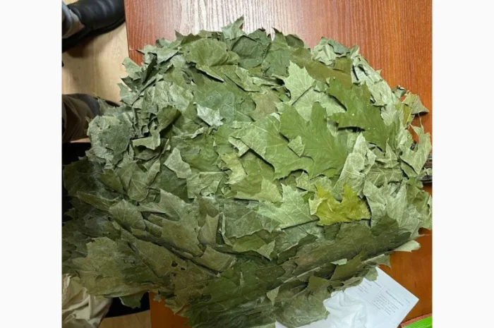 Банние венікі дуба канадского сезону 2023- фото № 4