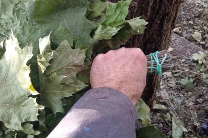 Банние венікі дуба канадского сезону 2023- фото № 5