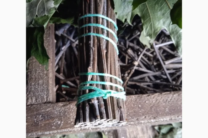 Банние венікі дуба канадского сезону 2023- фото № 6