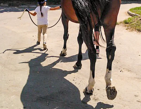 Школа верховой езды. Конные прогулки. Профи- фото № 6