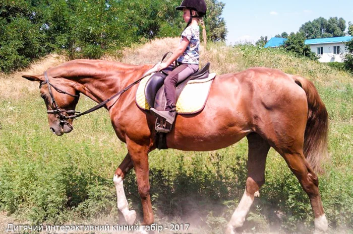 Школа верховой езды. Конные прогулки. Профи- фото № 7