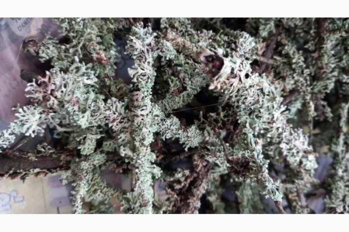 Веточки мха исландского для террариумов- фото № 1