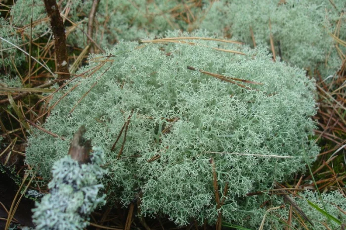 Веточки мха исландского для террариумов- фото № 3