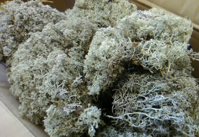 Веточки мха исландского для террариумов- фото № 4