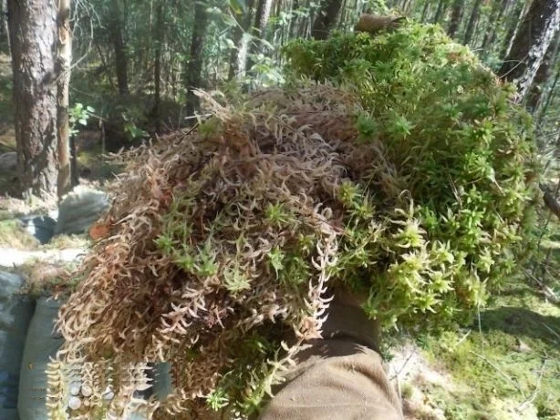 Веточки мха исландского для террариумов- фото № 5