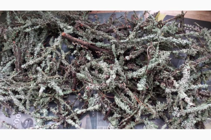 Веточки мха исландского для террариумов- фото № 6