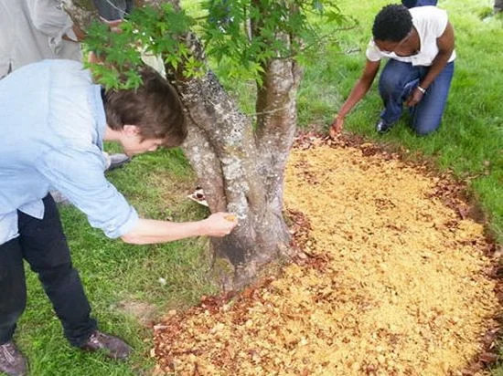 Доставка опилок 'тырсы' по Запорожью- фото № 3