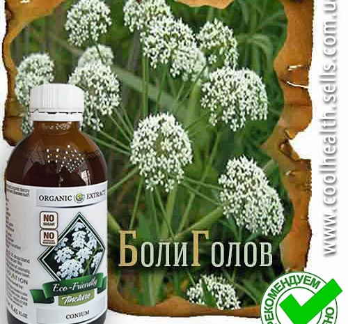 Настойка Болиголова- фото № 2