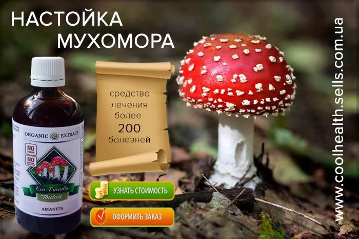 Мухомор Настойка- фото № 4