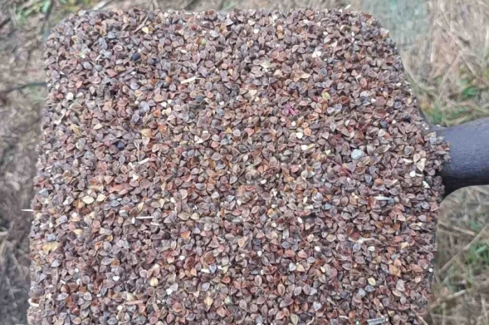 Продаж сільгоспнасіння від експортера від 100 тонн- фото № 1