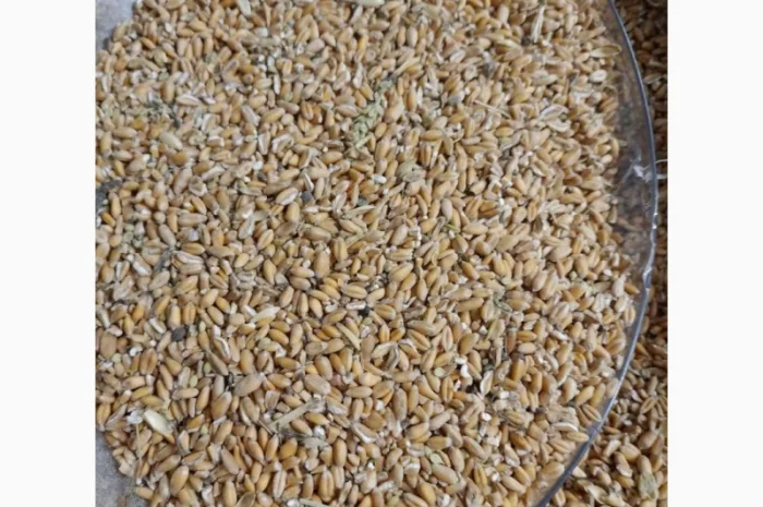 Продаж сільгоспнасіння від експортера від 100 тонн- фото № 2