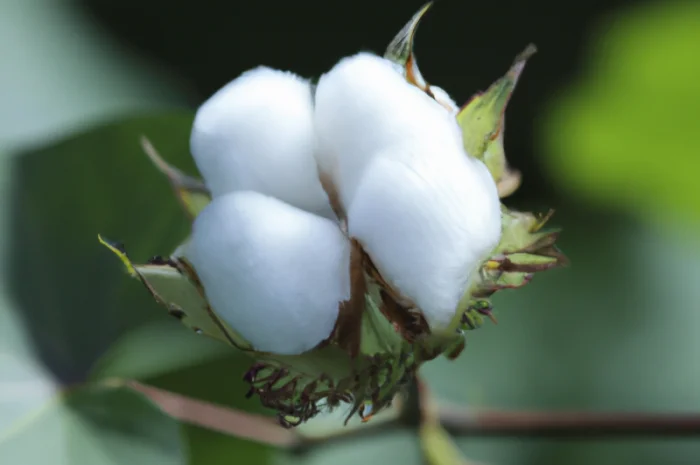 Купуємо насіння та бавовну від 20 тонн- фото № 1