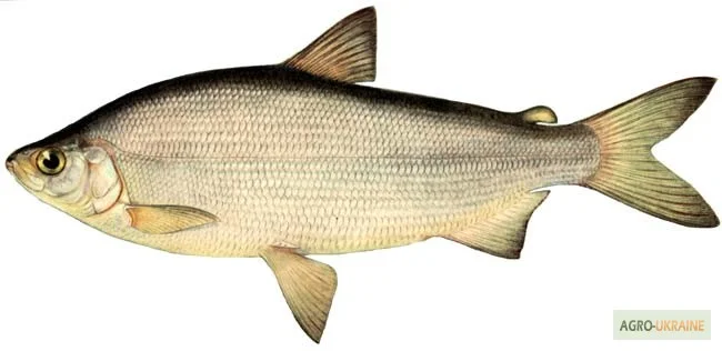 Пищевые ароматизаторы из Испании- фото № 6