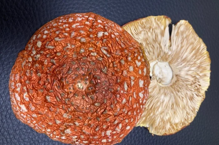 Витяжка з мухомора- фото № 2