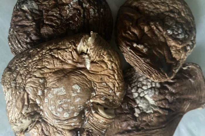 Мазь с экстрактом мухомора- фото № 6