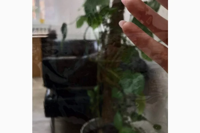 Плёнка прозрачная 0.09мм только в рулонах- фото № 1