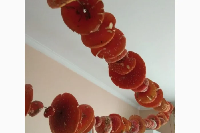 Продам Мухомори червоні сушені капелюшки Amanita muscaria та настоянку 60%- фото № 1