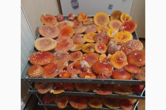 Продам Мухомори червоні сушені капелюшки Amanita muscaria та настоянку 60%- фото № 2