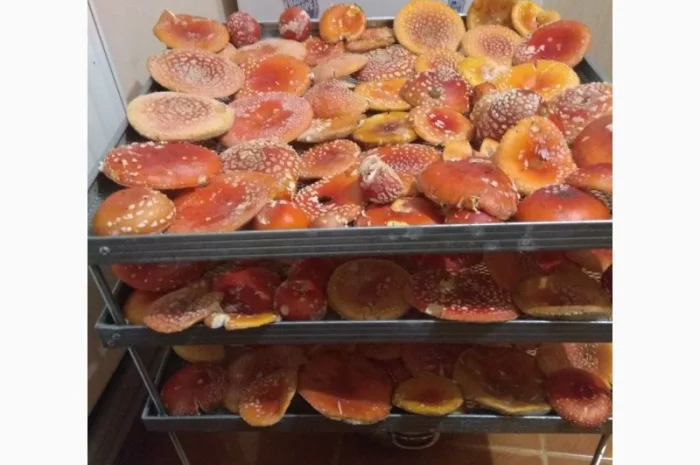 Продам Мухомори червоні сушені капелюшки Amanita muscaria та настоянку 60%- фото № 3