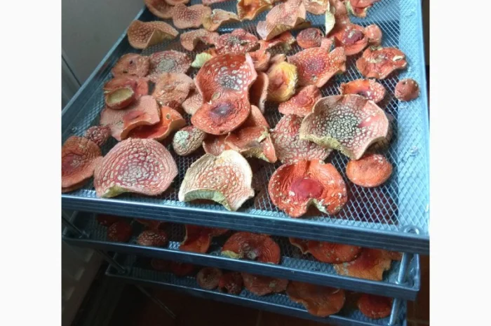 Продам Мухомори червоні сушені капелюшки Amanita muscaria та настоянку 60%- фото № 4