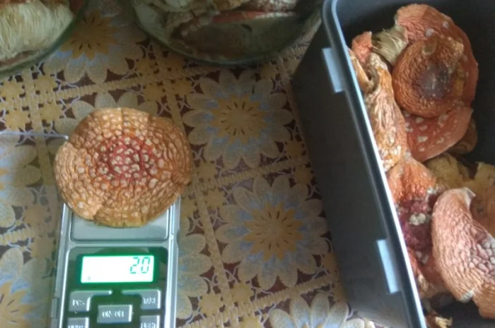 Продам Мухомори червоні сушені капелюшки Amanita muscaria та настоянку 60%- фото № 6