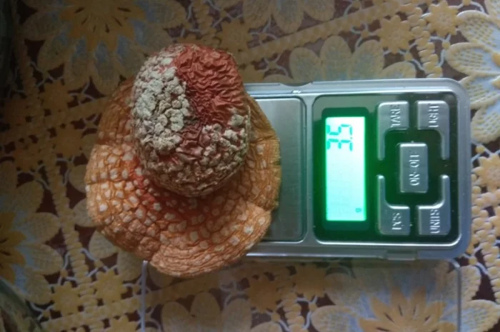 Продам Мухомори червоні сушені капелюшки Amanita muscaria та настоянку 60%- фото № 7