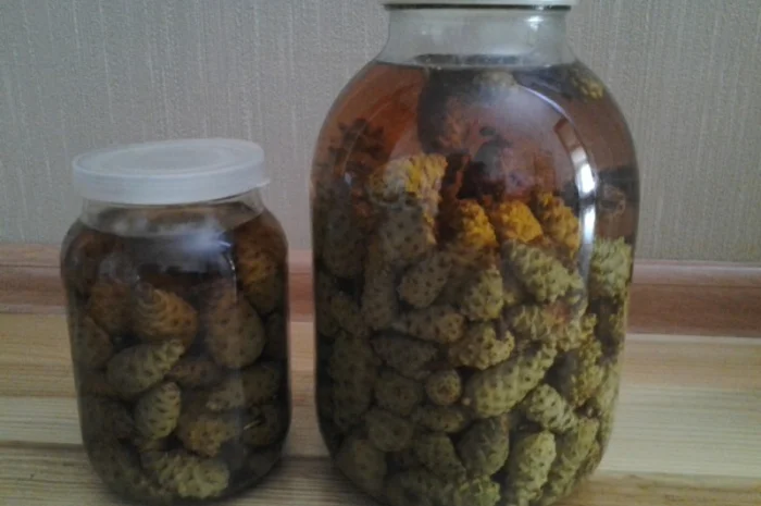 Настойка зеленых сосновых шишек- фото № 2