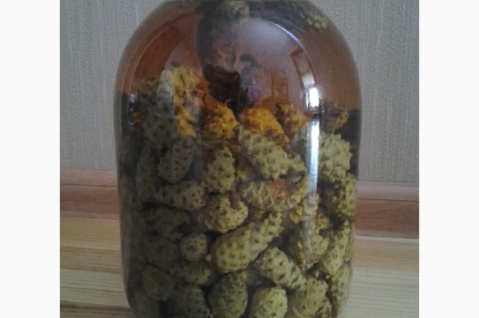 Настойка зеленых сосновых шишек- фото № 4