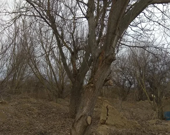 Дерево орех 80 лет на пиломатериал или дрова- фото № 1