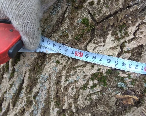 Дерево орех 80 лет на пиломатериал или дрова- фото № 2