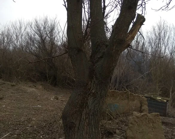 Дерево орех 80 лет на пиломатериал или дрова- фото № 4