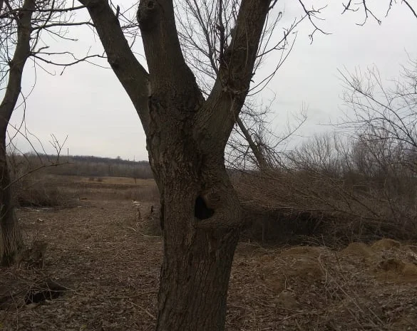 Дерево орех 80 лет на пиломатериал или дрова- фото № 5