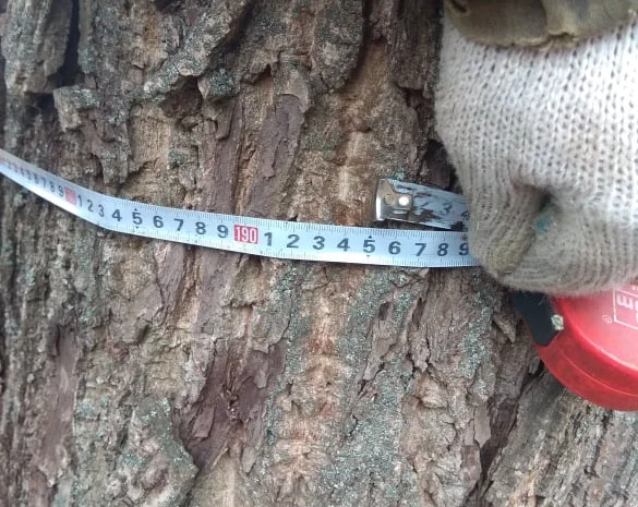 Дерево орех 80 лет на пиломатериал или дрова- фото № 6