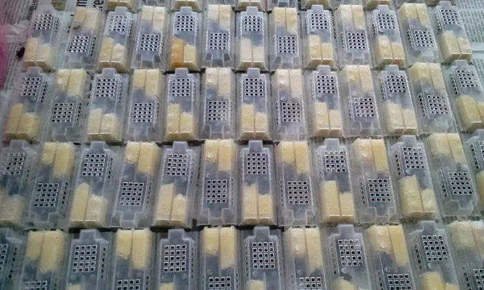 Продаются бджоломатки Карпатськой породи- фото № 1