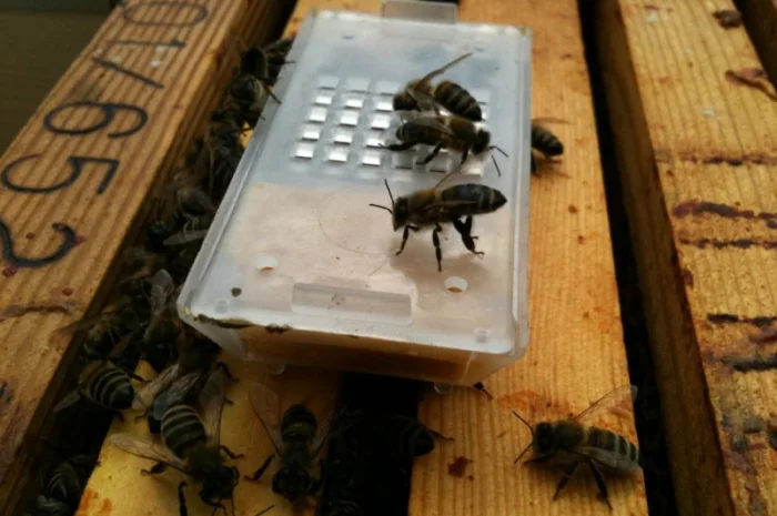 Продаются бджоломатки Карпатськой породи- фото № 2