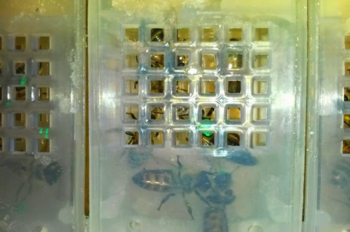 Продаются бджоломатки Карпатськой породи- фото № 3