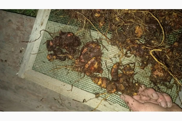 Від болів у спині, суглобах, м'язах мазі і гелі- фото № 3