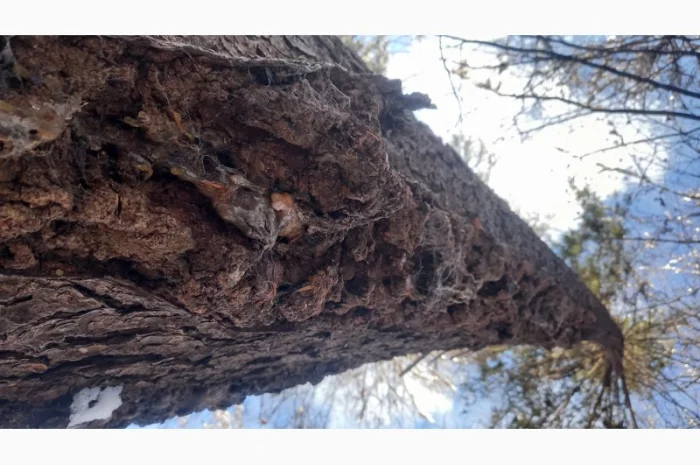 Від болів у спині, суглобах, м'язах мазі і гелі- фото № 4