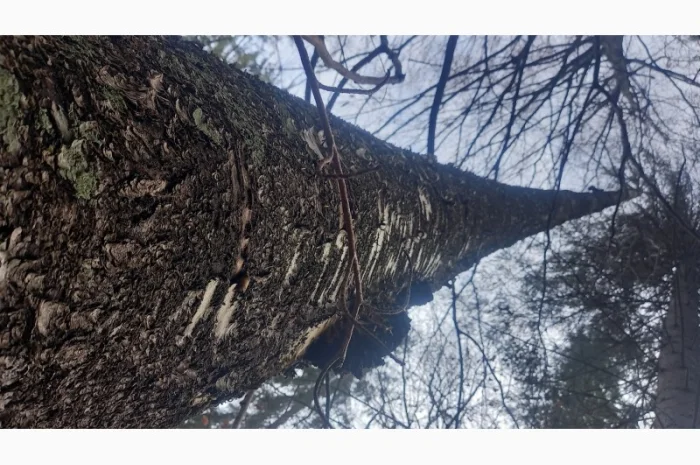 Від болів у спині, суглобах, м'язах мазі і гелі- фото № 6