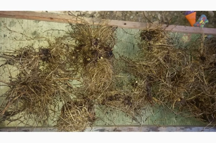 Від болів у спині, суглобах, м'язах мазі і гелі- фото № 7