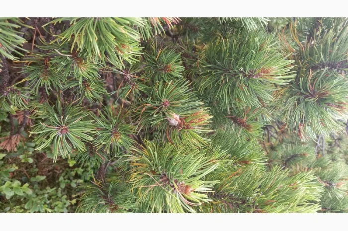 Від болів у спині, суглобах, м'язах мазі і гелі- фото № 8