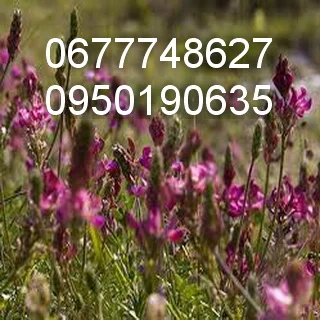 Насіння еспарцету очищене 2025 р.- фото № 1