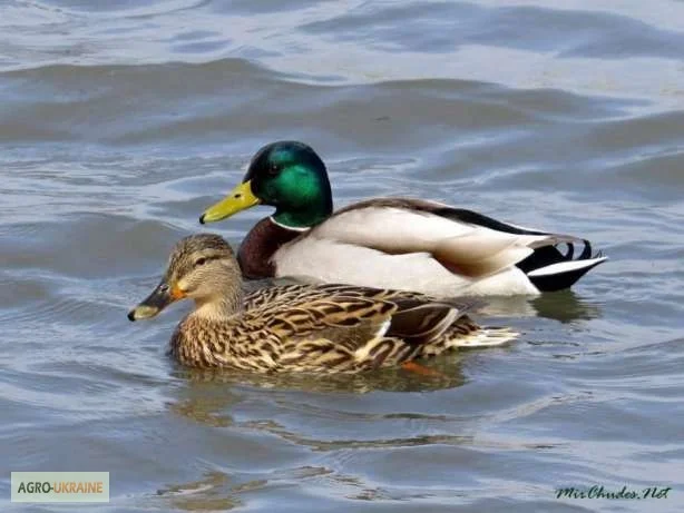 Організація відпочинку та рибалки- фото № 2