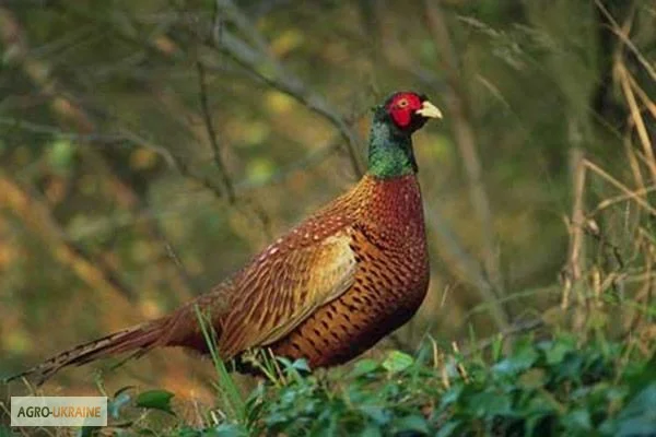 Організація відпочинку та рибалки- фото № 3