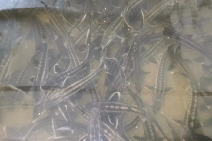 Будівництво різного типу водойм з подальшим зарибленням осетровими та бслуговуванням- фото № 7