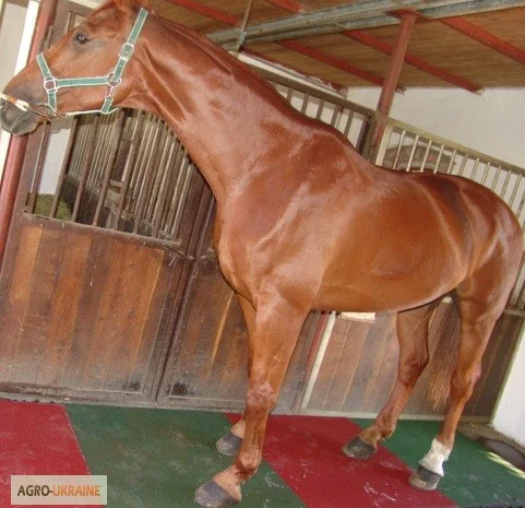 Резиновая плитка для Конюшен (денников)- фото № 1