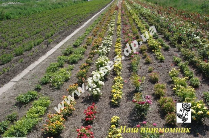 Розы, штамбовые, плетистые, бордюрные, плетистая, кустовые, патио- фото № 3