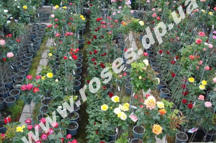 Розы, штамбовые, плетистые, бордюрные, плетистая, кустовые, патио- фото № 6