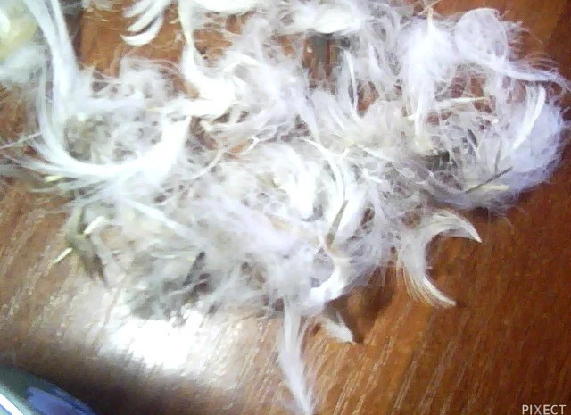 Куплю пір'я- фото № 1