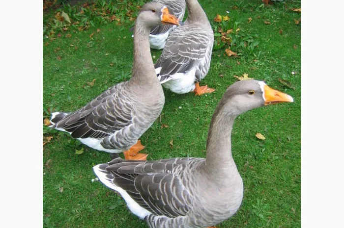 Куплю пух, пір'я- фото № 1